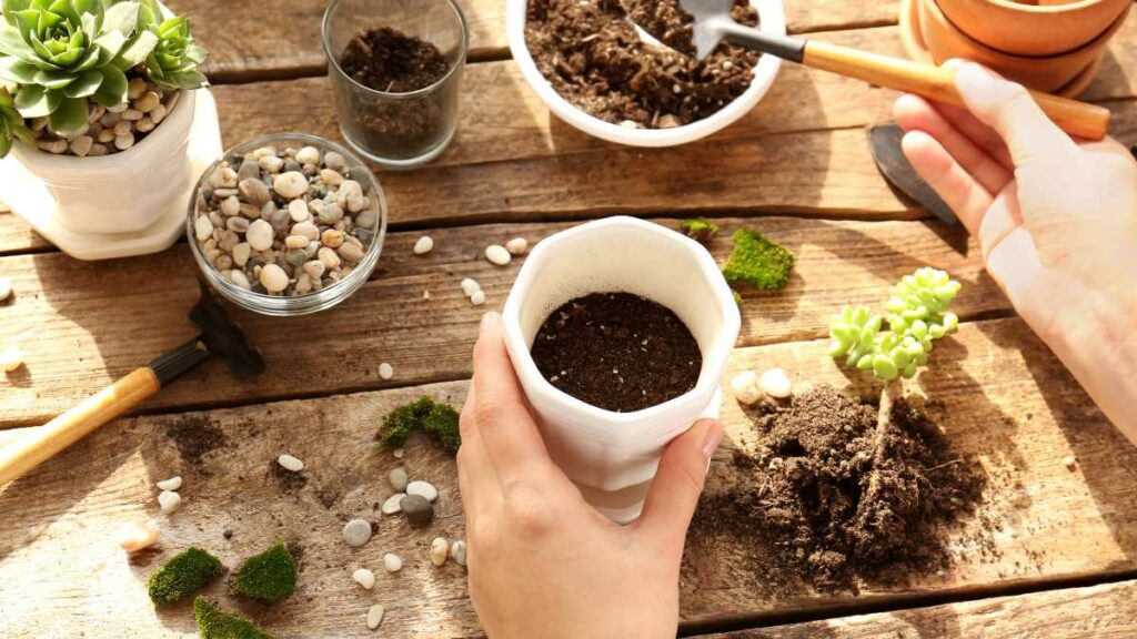 Como plantar suculenta em xícara