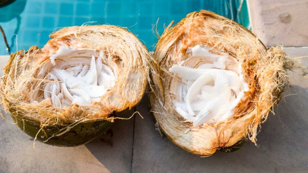 Eco-Inovação: casca de coco substitui isopor como isolante térmico