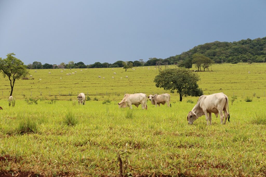 Quais são as principais atividades da agropecuária no Brasil